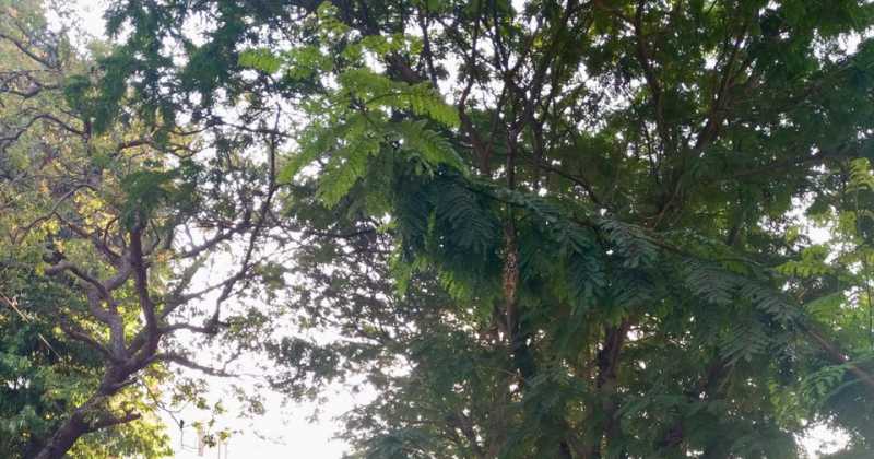 घने दरख्तों को पीढ़ीयां पलोसा करती हैं..