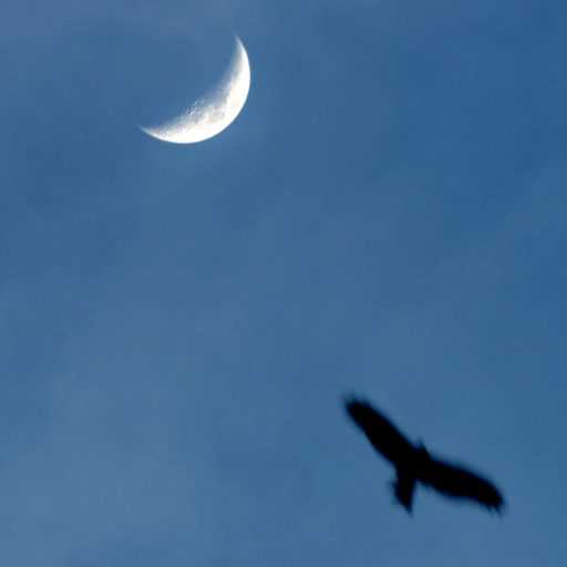 श्लोक १५: नित्य नूतन साधना