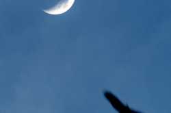 श्लोक १५: नित्य नूतन साधना