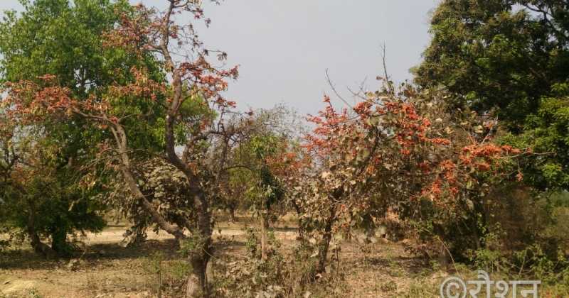 फिर खिले पलाश