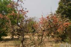 फिर खिले पलाश