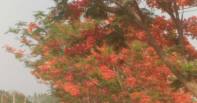 गुलमोहर