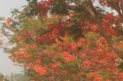 गुलमोहर