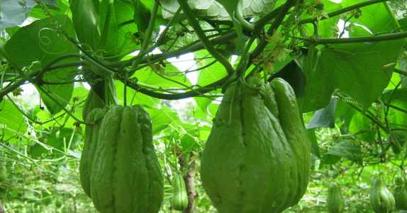 தினமும் காலையில சௌசௌ கஞ்சி குடிங்க...உடம்பை குறைங்க..