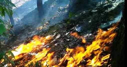 उत्तराखंड के जंगलों में आग : कारण और बचाव 