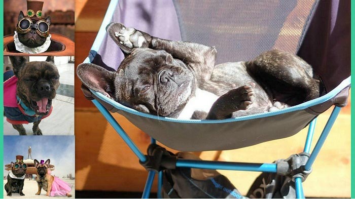 फ्रेंच बुल डॉग की ये फोटो देखने के बाद आपको प्यार हो जाएगा इनसे