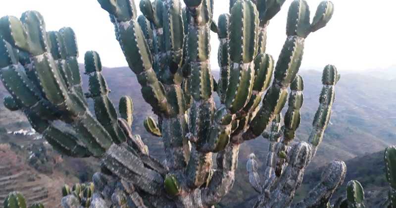 क्या शिलाजीत का जनक है सुरै?