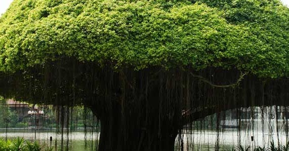 बरगद के पेड़ से  ज्ञान जीवन का लीजिये 