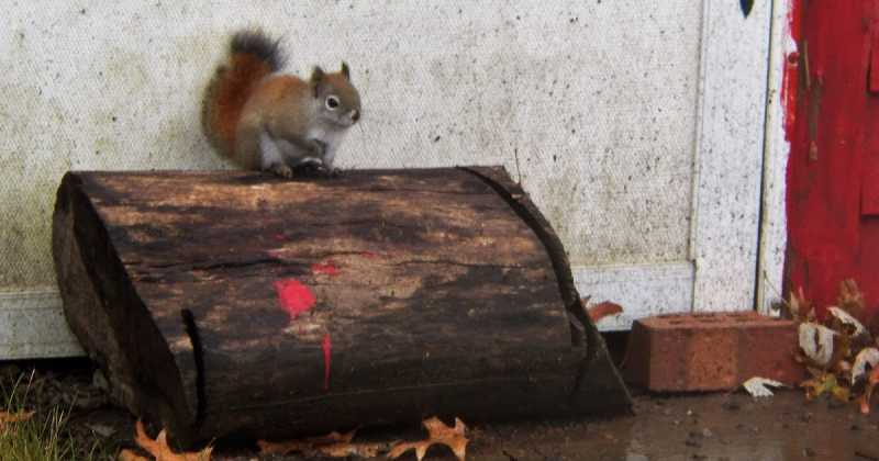 ब्लागिंग दिवस पर - बच्चे मन के सच्चे