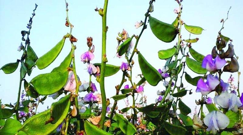 শিম চাষ পদ্ধতি জেনে নিন |