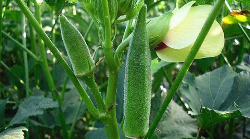 ঢেঁড়শ চাষ পদ্ধতি জেনে নিন |