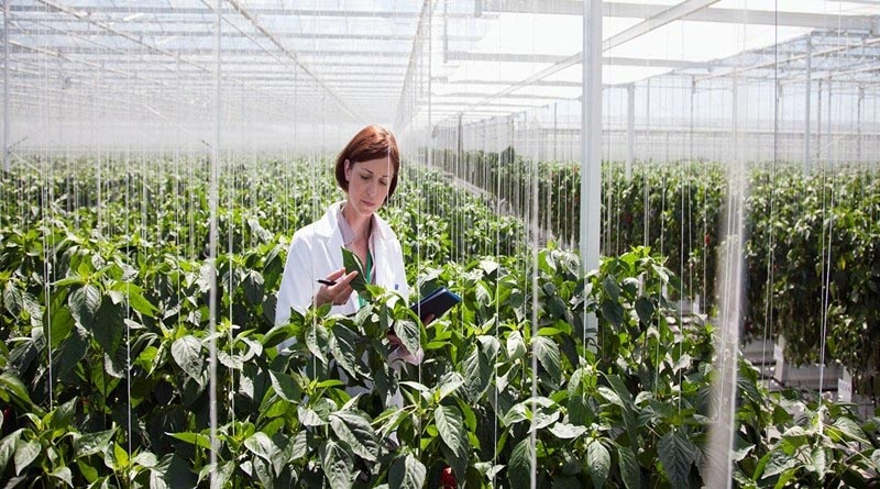 বায়োফিউমিগেশনের মাধ্যমে সব্জীর রোগ নিয়ন্ত্রন |