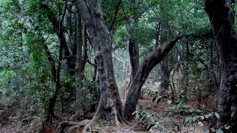 সবুজ সাথী