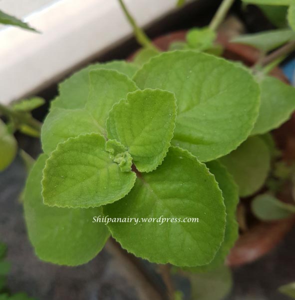 ಔಷಧೀಯ ಗಿಡಮೂಲಿಕೆ ದೊಡ್ಡಪತ್ರೆ - #ಕನ್ನಡವರ್ಣಮಾಲೆಸವಾಲು