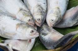 ইলশে গুঁড়ি বৃষ্টি