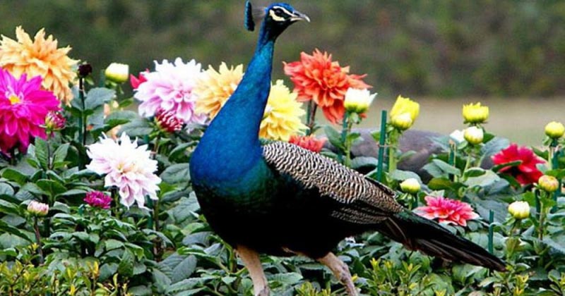 मोर की लंबी उम्र का राज़