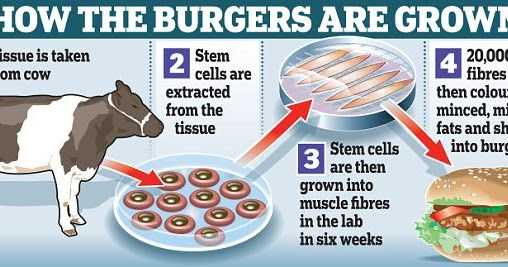 जागतिक खाद्यसंस्कृतीत कृत्रिम मांसाची भर....  