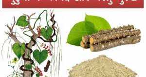 à¤à¥à¤¡à¥à¤à¥ à¤à¥ à¤«à¤¾à¤¯à¤¦à¥, à¤à¤¯à¥à¤°à¥à¤µà¥à¤¦à¤¿à¤ à¤à¤ªà¤¯à¥à¤ à¤à¤° à¤à¤°à¥à¤²à¥ à¤¨à¥à¤¸à¥à¤à¥ 