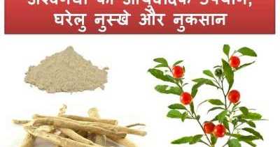 à¤à¤¶à¥à¤µà¤à¤à¤§à¤¾ à¤à¤¾ à¤à¤¯à¥à¤°à¥à¤µà¥à¤¦à¤¿à¤ à¤à¤ªà¤¯à¥à¤, à¤à¤°à¥à¤²à¥ à¤¨à¥à¤¸à¥à¤à¥ à¤à¤° à¤¦à¥à¤·à¥à¤ªà¤°à¤¿à¤£à¤¾à¤®