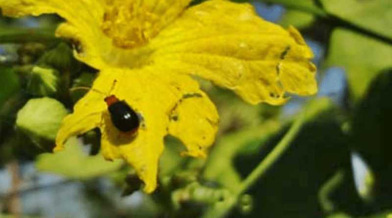 ধুন্দলের ফ্লি বিটল পোকা দমনে করণীয় |