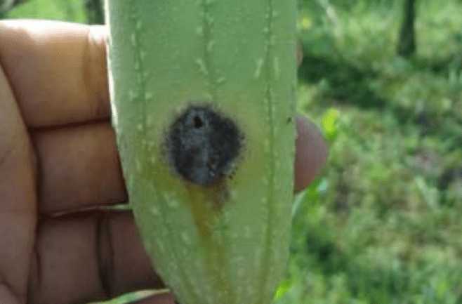 ধুন্দলের ফলের মাছি পোকা দমন |