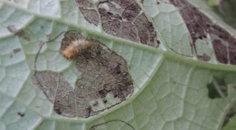 ধুন্দলের কাঁঠালে পোকা দমন