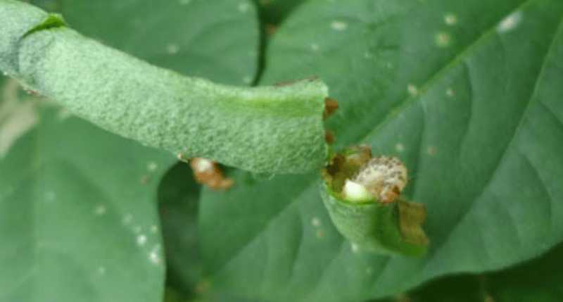 বরবটির ফলছিদ্রকারী পোকা দমন