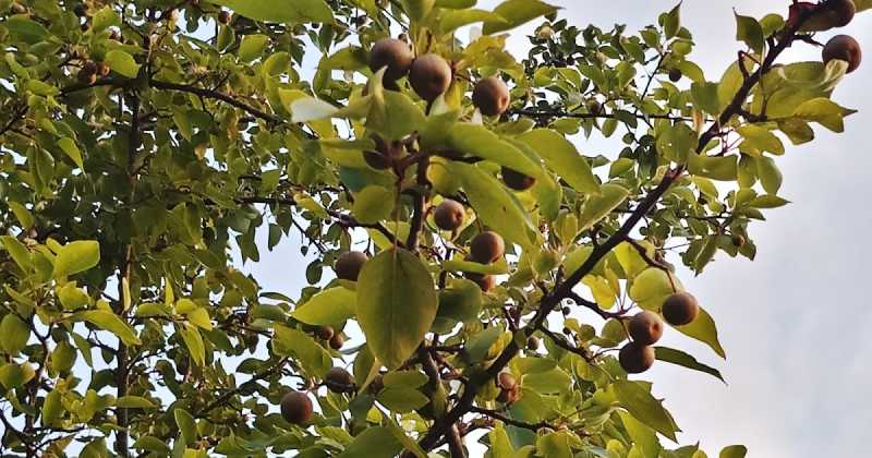 पेट के लिये उपयोगी होता है मेळु