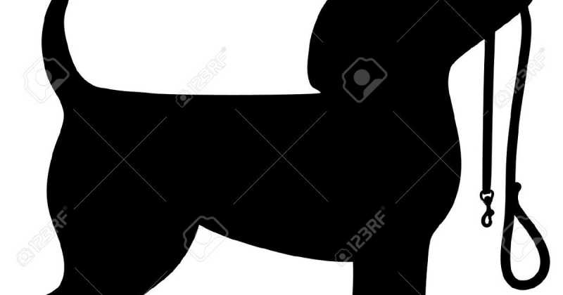 पट्टे के रंग के जादू में किसलिये फंसना चाह रहा है बता कहीं दिखा कोई उल्लू जो रंगीन पट्टा पहन कर किसी गुलिस्ताँ को उजाड़ने जा रहा है 