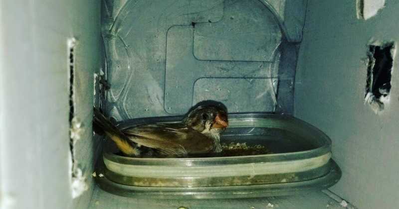 बुलबुल ने बचाया गोरैया को 