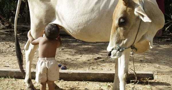 यशोदेचा कान्हा 