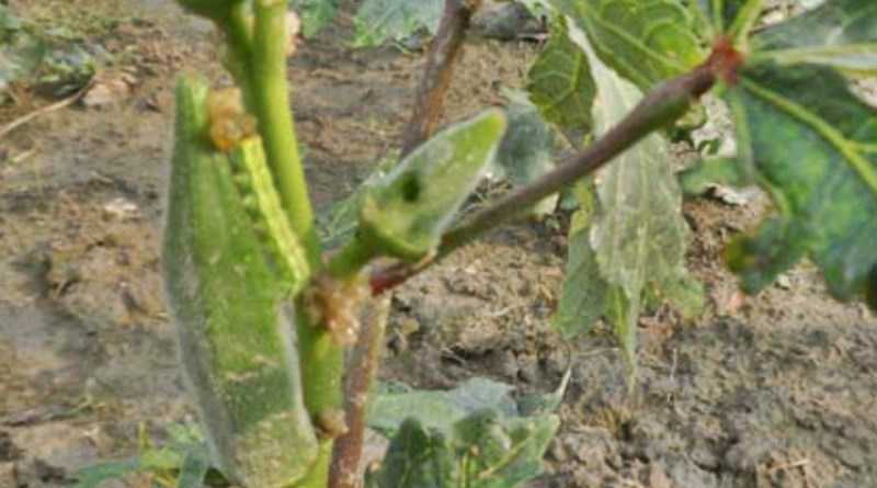 ঢেঁড়শের ডগা ও ফলের মাজরা পোকা দমন