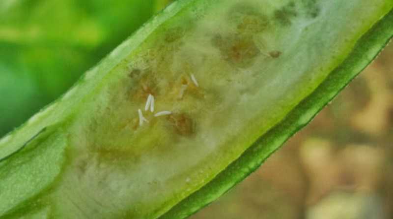 ঝিঙ্গার মাছি পোকা দমন