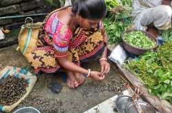 গেড়ি গুগলির সহবাস