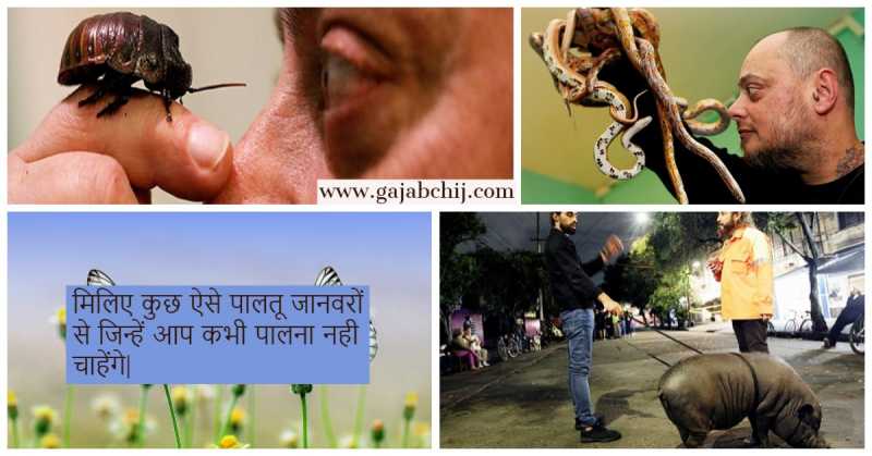 ऐसे पालतू जानवर जिन्हें पालना आपके बस से बाहर है| - गजब चीज