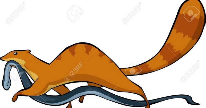 देश बहुत  बड़ी चीज है खुद के आस पास देख ‘कबूतर’  ‘साँप’  ही खुद एक ‘नेवला’  जहाँ पाल रहा होता है 