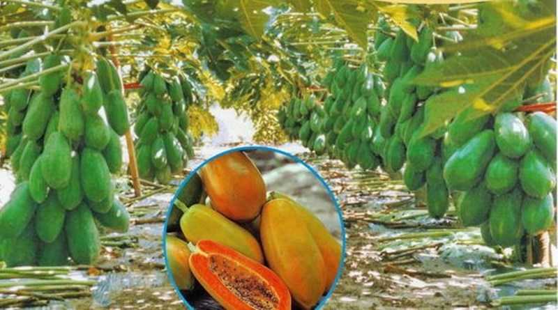 রেড লেডি পেঁপে চাষ কেন করবেন জেনে নিন |