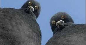 कबूतर का जोड़ा कबूतर पकड़ना कबूतर उड़ाना सिखाने को फिर से सुना है नजर आना शुरु हो जायेगा