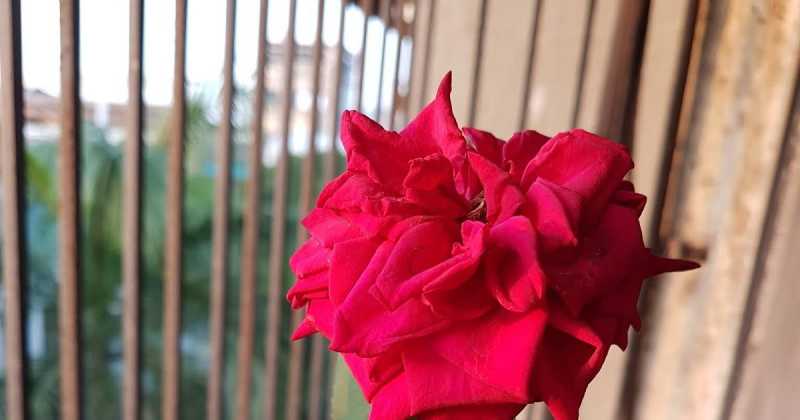 संध्या वंदन