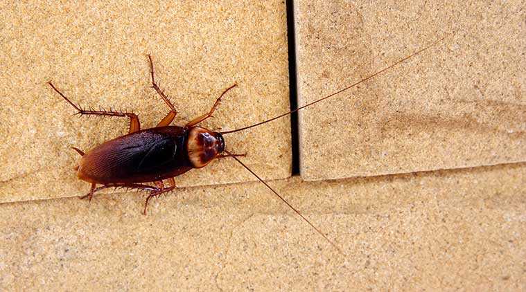 à¤à¤¿à¤¸ à¤à¥à¤µ à¤à¤¾ à¤à¥à¤¨ à¤¸à¤«à¥à¤¦ à¤¹à¥à¤¤à¤¾ à¤¹à¥?