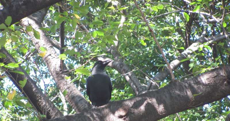 लघुकथा: तर्पण