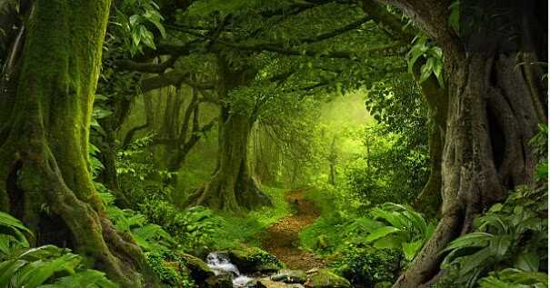 झाडांची भाषा आणि त्यांचा आक्रोश....