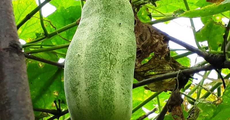 ककड़ी : जिसमें समायी हैं पहाड़ियों की यादें