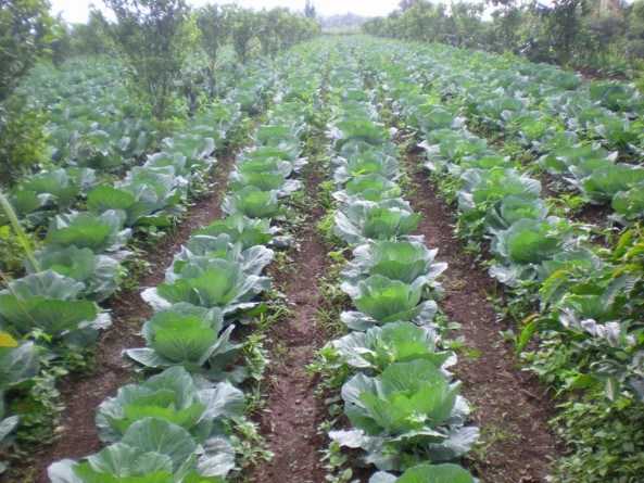 ফুলকপির চাষাবাদ পদ্ধতি