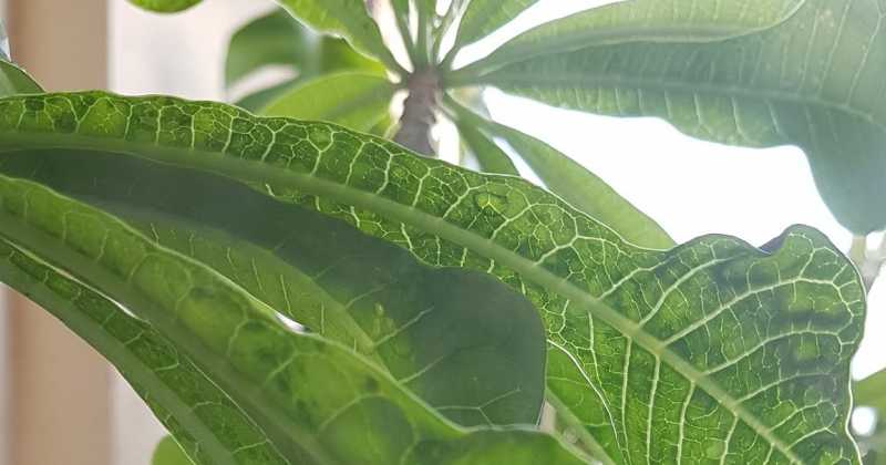 झिलमिलाती बूँद 