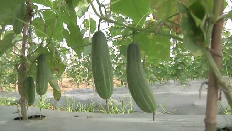 সঠিক নিয়মে শসা চাষ পদ্ধতি |