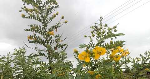 तरवडीच्या माळा