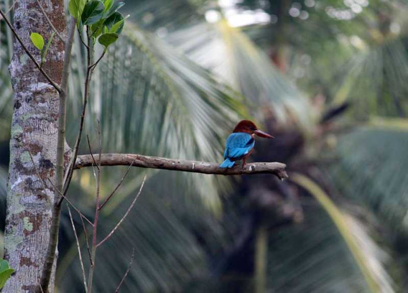 ಆಕೆ ಯಾರಿಗೆ ರೂಪಕ !