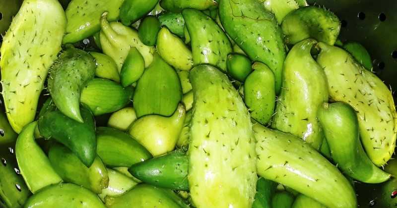  गुणों की खान है मीठा करेला (परमला, ककोड़ा)