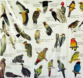 علامہ اقبال کا جہانِ طیور